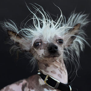 hairless dog with whacky mohawk